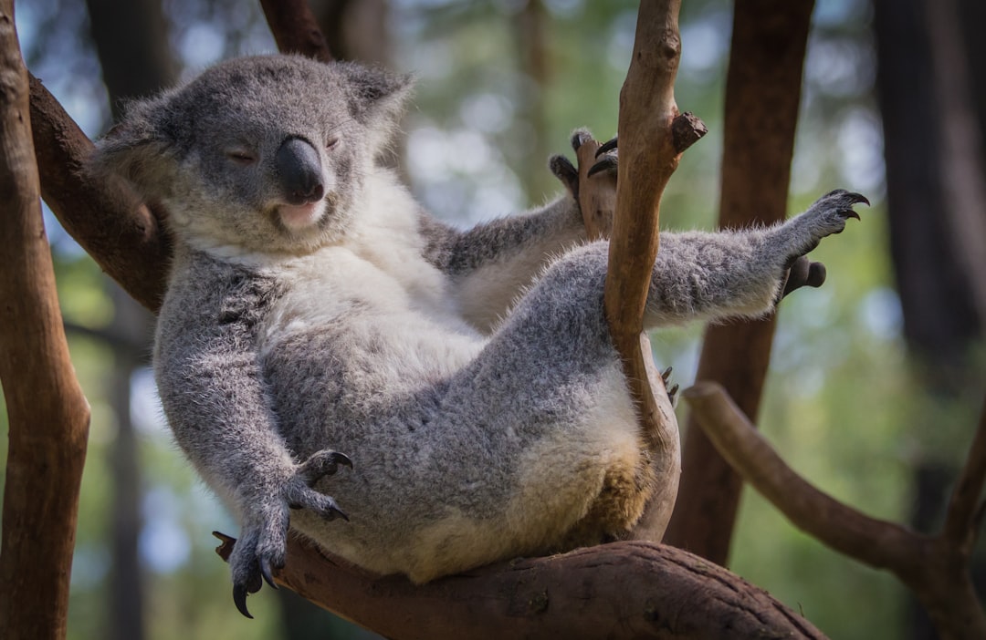 Photo Cuddly Koala